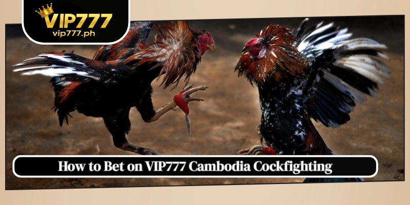 How to Bet on VIP777 Cambodia Cockfighting