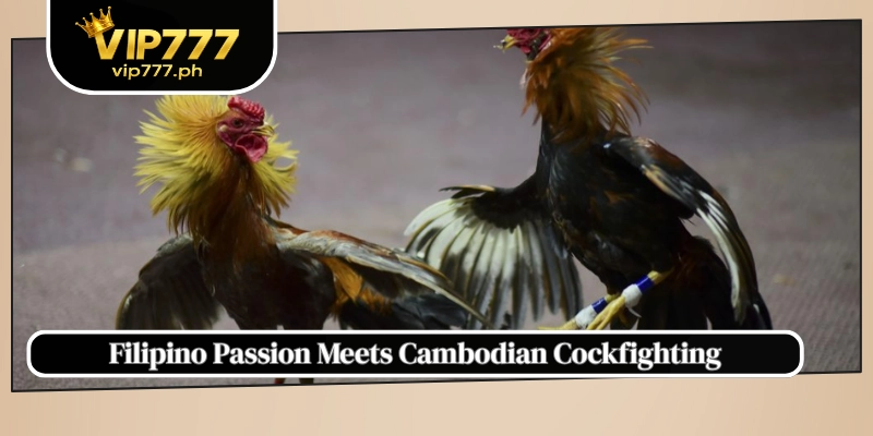 Filipino Passion Meets Cambodian Cockfighting