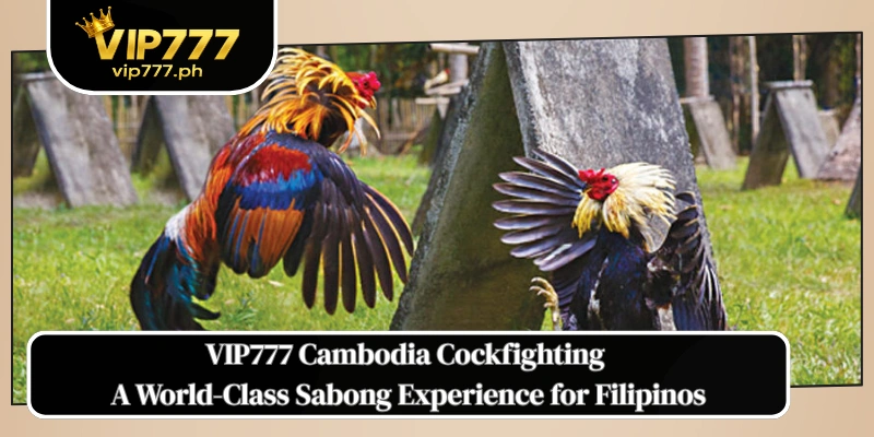 VIP777 Cambodia Cockfighting
