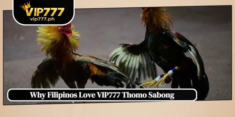 Why Filipinos Love VIP777 Thomo Sabong