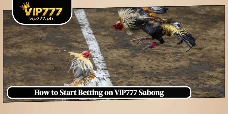 How to Start Betting on VIP777 Sabong