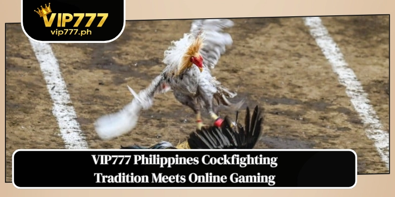 VIP777 Philippines Cockfighting