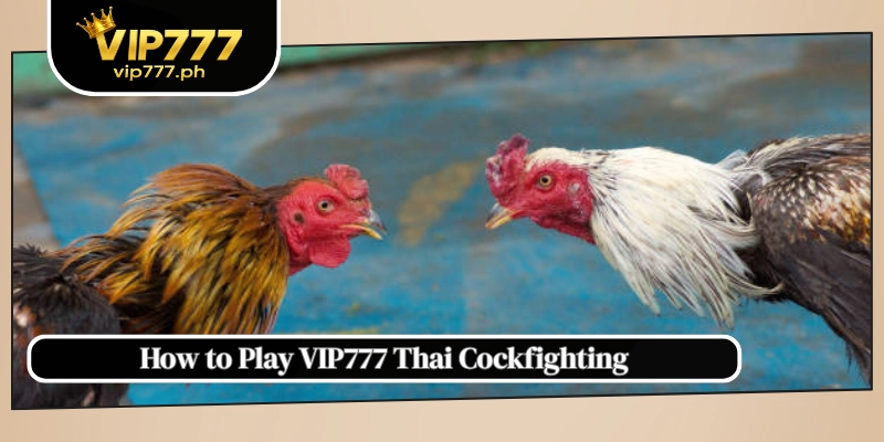 How to Play VIP777 Thai Cockfighting