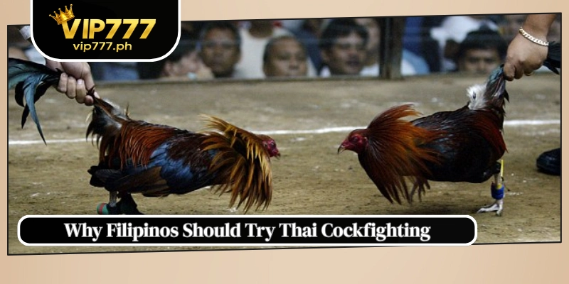 Why Filipinos Should Try Thai Cockfighting