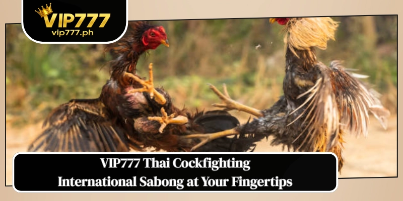 VIP777 Thai Cockfighting